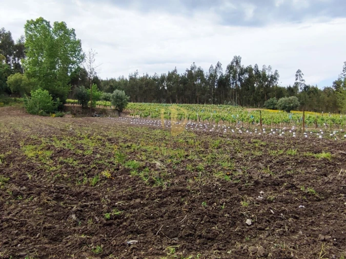 Terreno para Venda em Casal Comba Foto 18