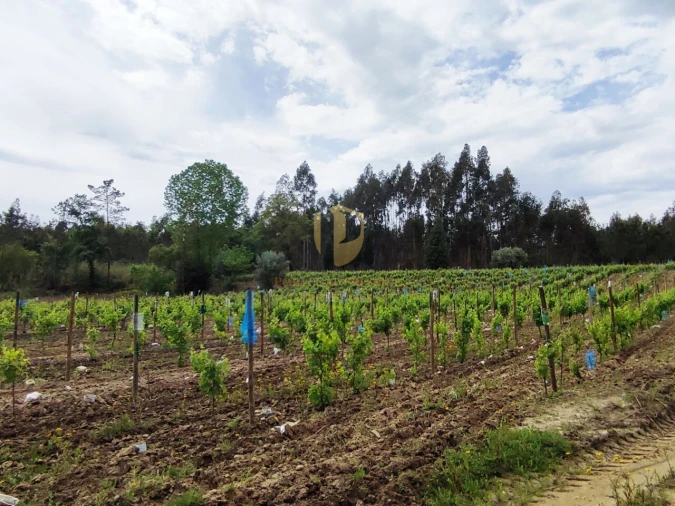 Terreno para Venda em Casal Comba Foto 23