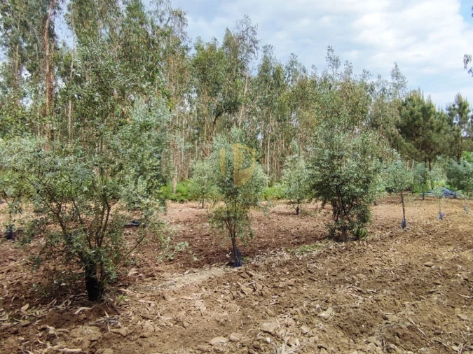 Terreno para Venda em Casal Comba Foto 24