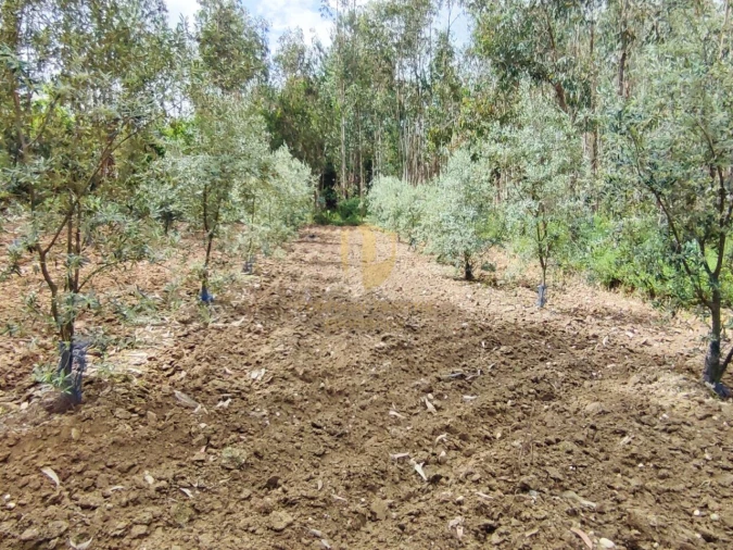 Terreno para Venda em Casal Comba Foto 26