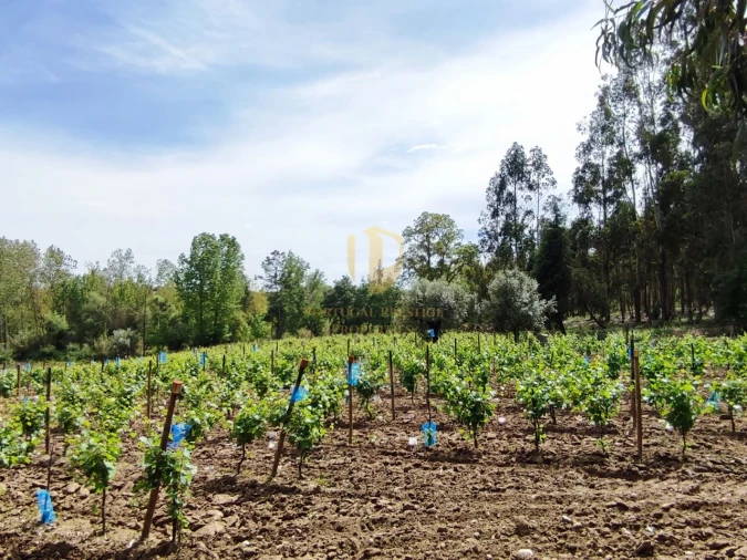 Terreno para Venda em Casal Comba Foto 29