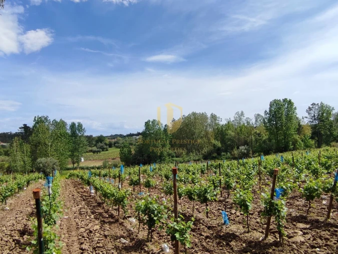Terreno para Venda em Casal Comba Foto 30