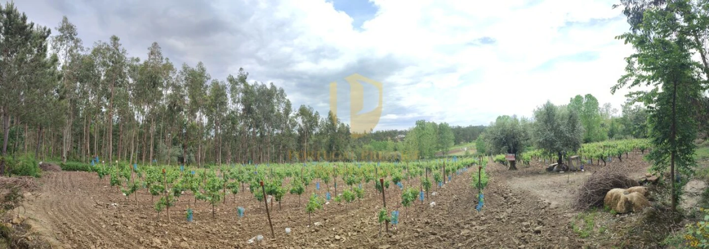 Terreno para Venda em Casal Comba Foto 33