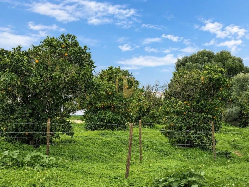 Terreno para Venda em Altura Foto 3