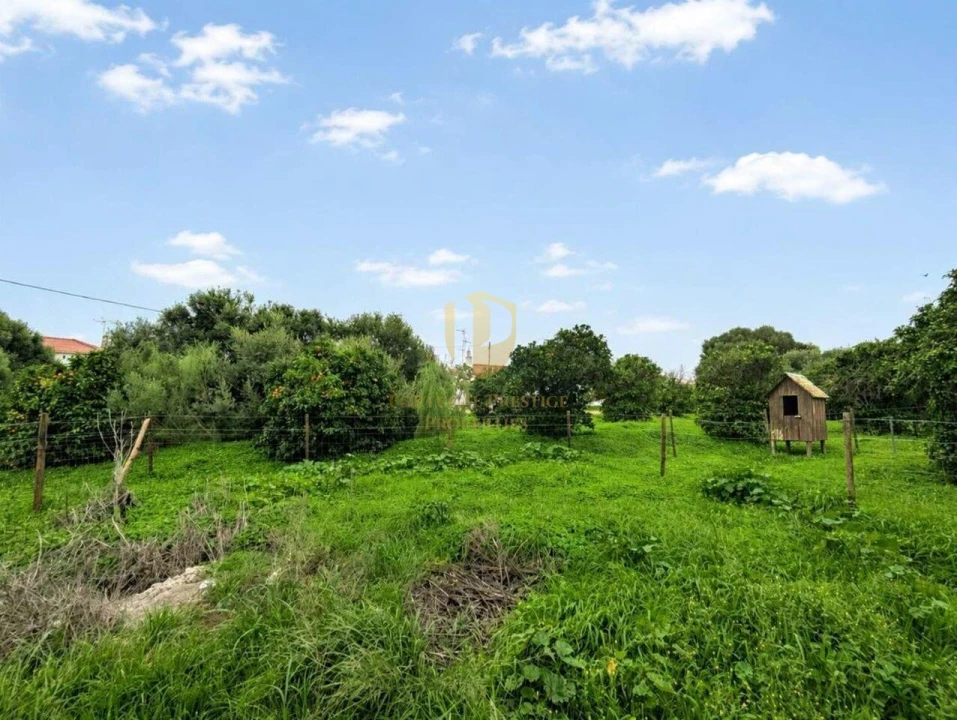 Terreno para Venda em Altura Foto 34