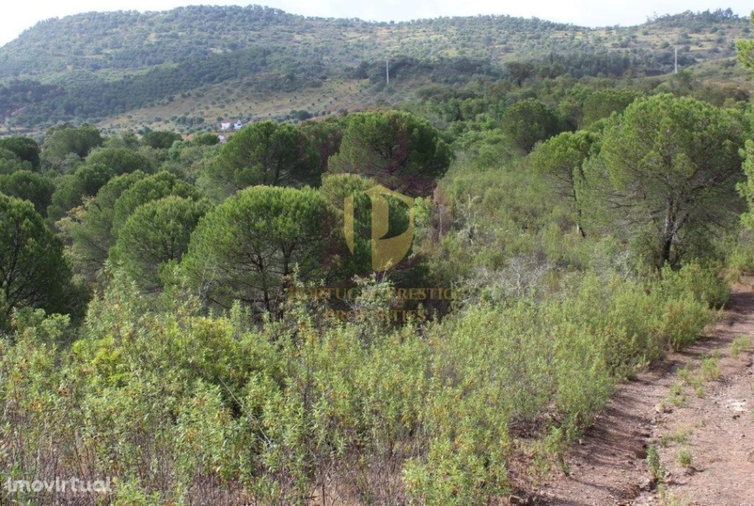Quinta T0 para Venda em São Bartolomeu de Messines Foto 3