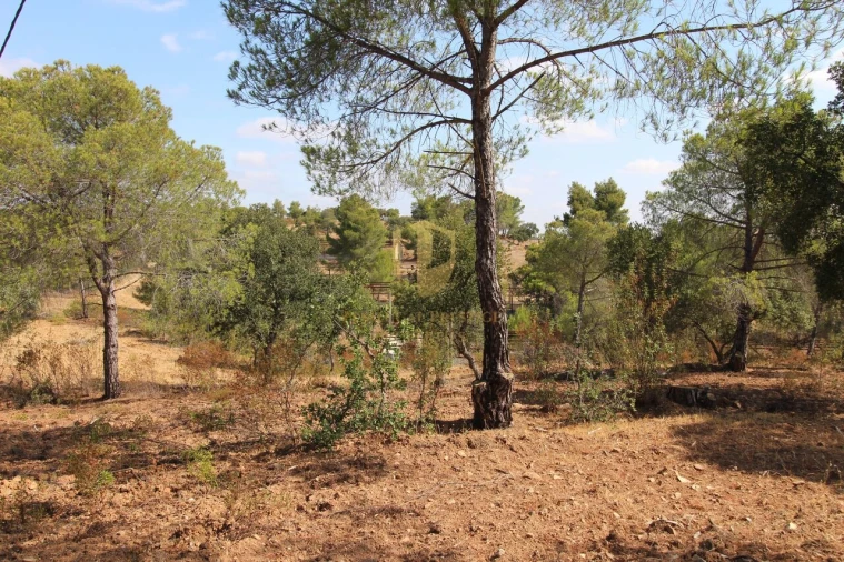 Terreno para Venda em Azinhal Foto 5