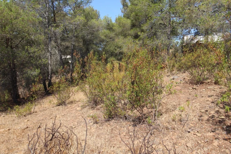Terreno para Venda em Azinhal Foto 12
