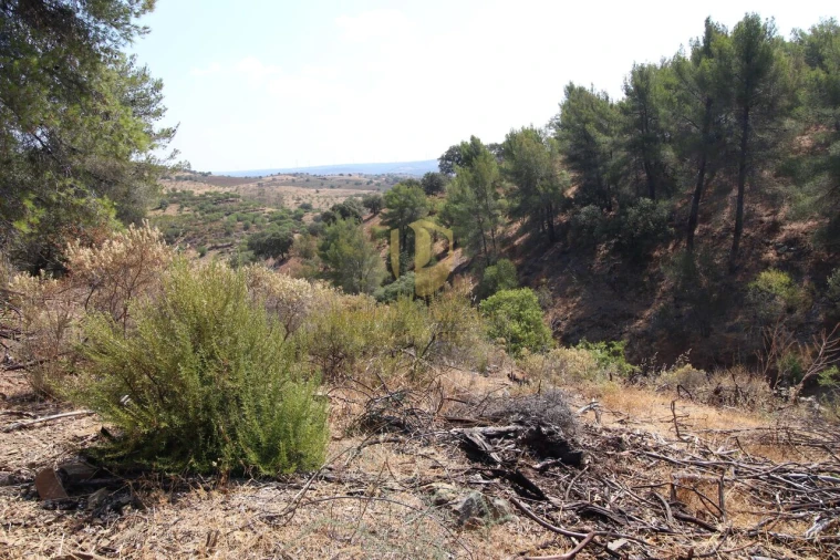 Terreno para Venda em Azinhal Foto 14