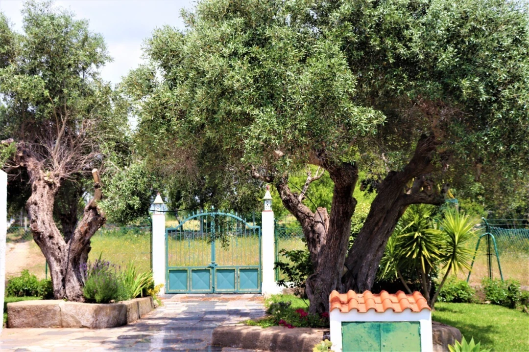 Quinta T5 para Venda em Ferreiras Foto 13