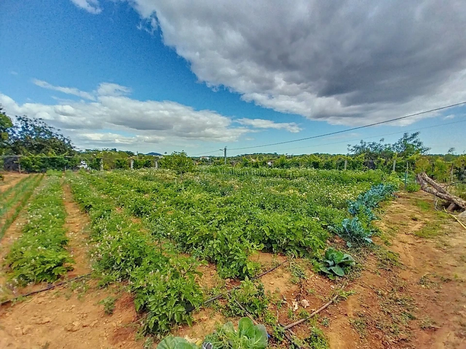 Quinta T5 para Venda em Boliqueime Foto 6