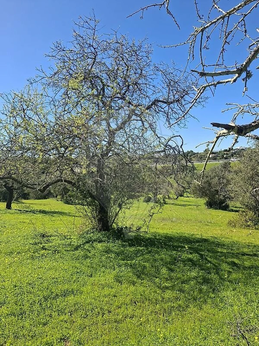 Terreno para Venda em Olhão Foto 28