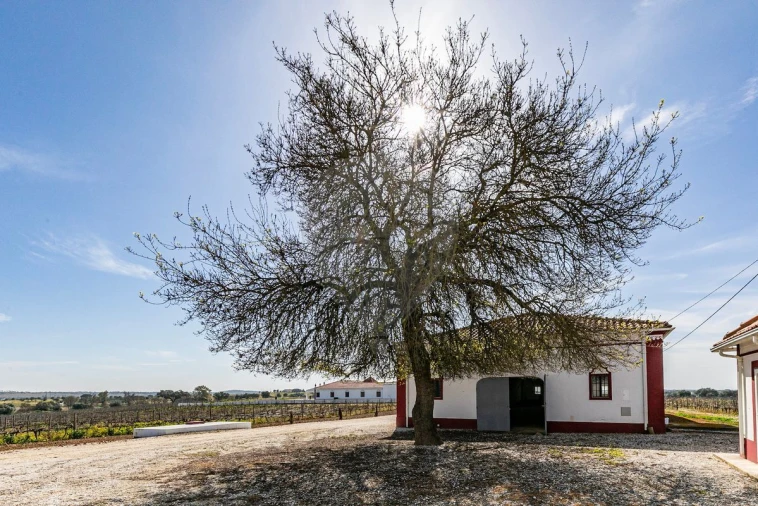 Quinta T6 para Venda em Redondo Foto 40