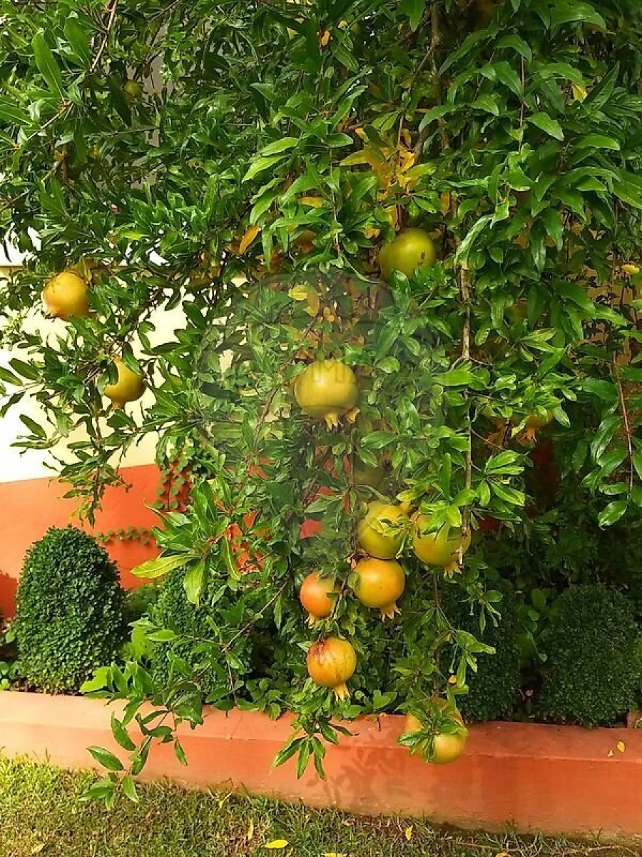 Quinta T21 para Venda em Nossa Senhora do Pranto Foto 15