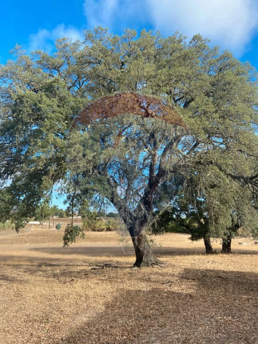 Quinta T0 para Venda em Moita Foto 12