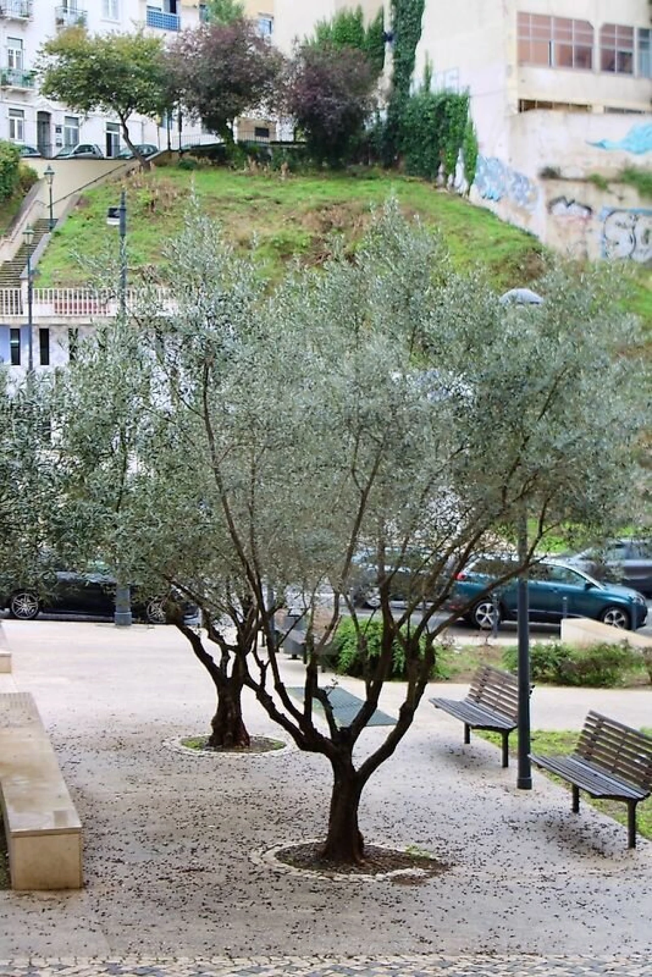 Loja para Arrendamento em Estrela Foto 17