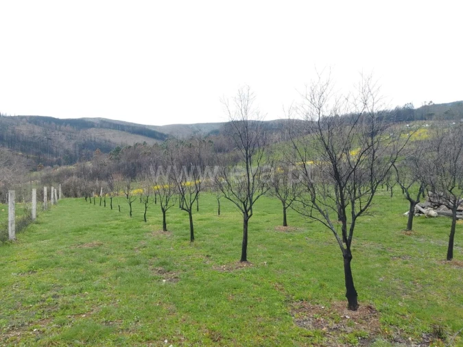 Quinta T1 para Venda em Erada Foto 4