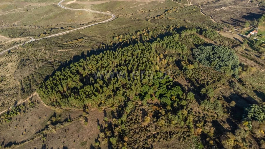 Quinta T0 para Venda em Caria Foto 16