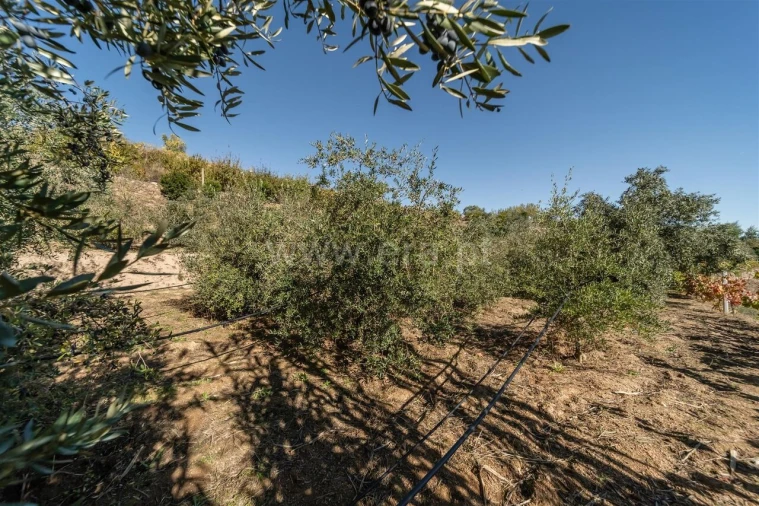 Quinta T2 para Venda em Orjais Foto 13