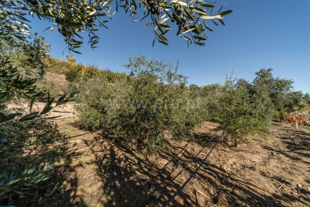 Quinta T2 para Venda em Orjais Foto 13