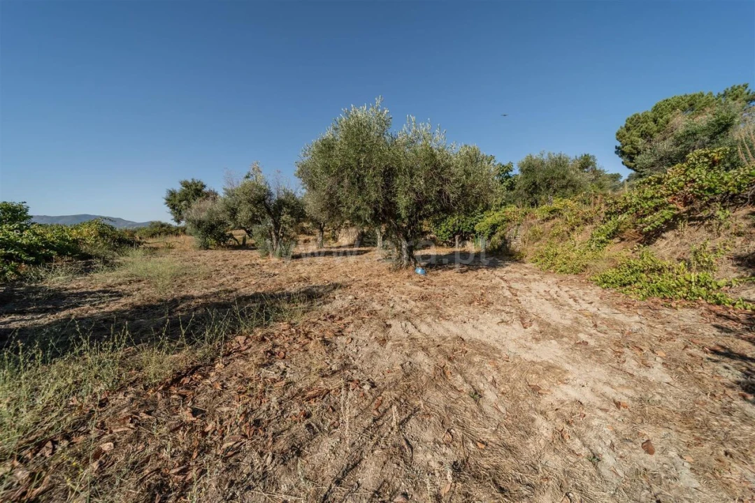 Terreno para Venda em Pero Viseu Foto 9