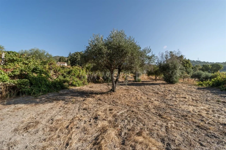 Terreno para Venda em Pero Viseu Foto 14