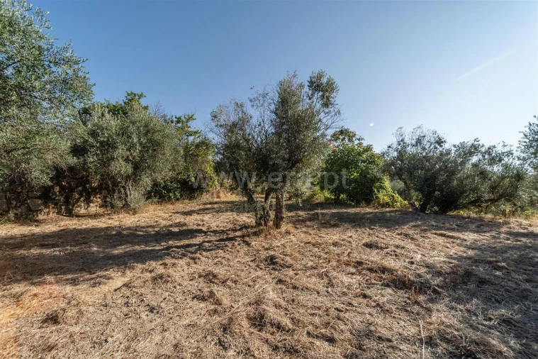 Terreno para Venda em Pero Viseu Foto 4