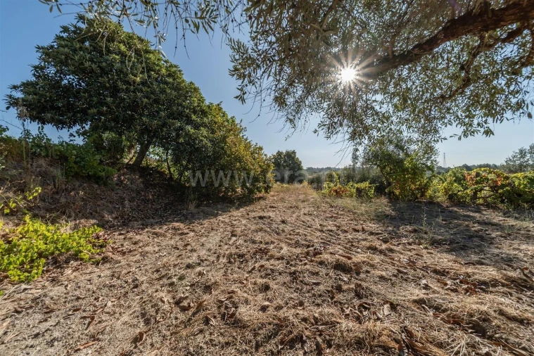 Terreno para Venda em Pero Viseu Foto 10