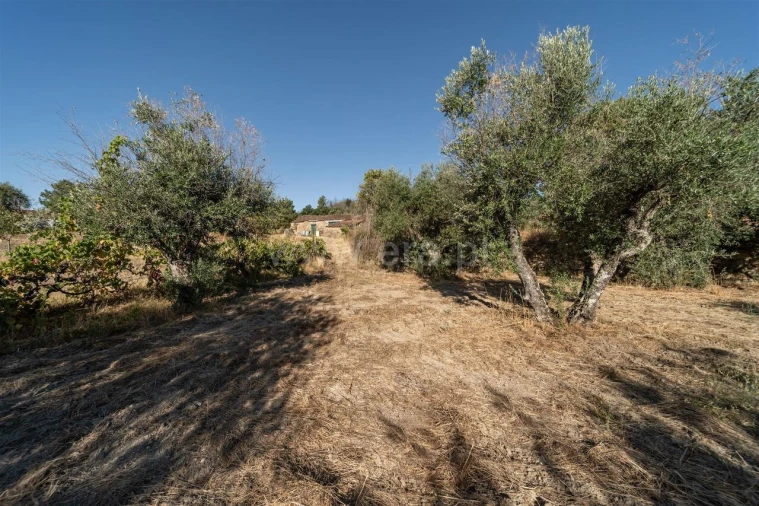 Terreno para Venda em Pero Viseu Foto 5