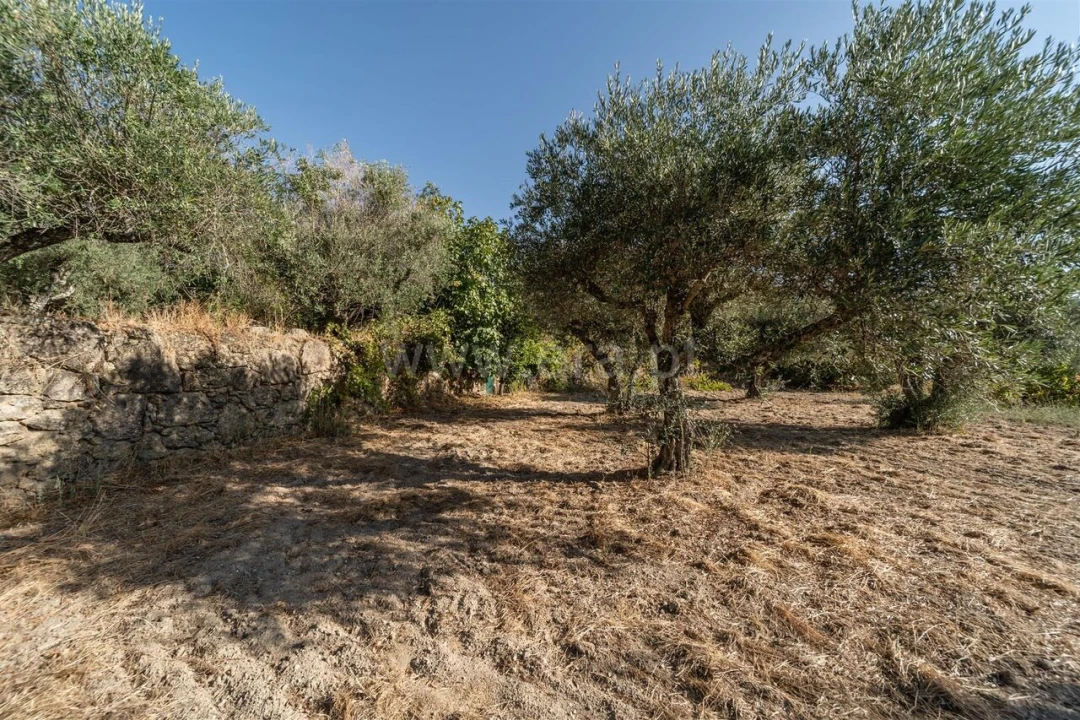 Terreno para Venda em Pero Viseu Foto 11
