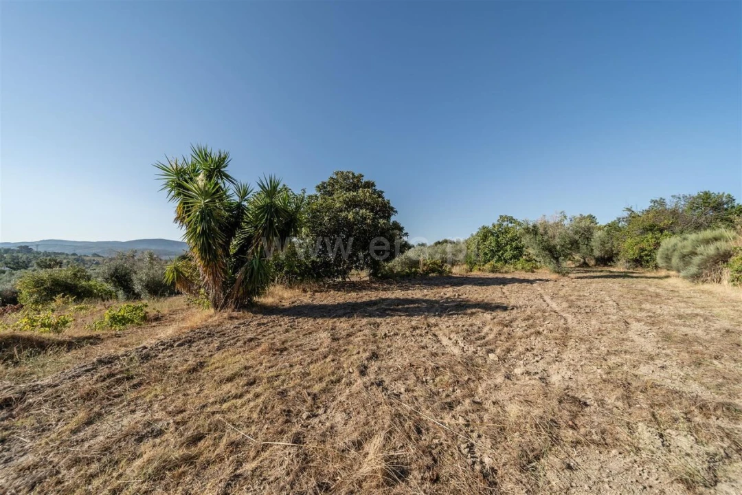 Terreno para Venda em Pero Viseu Foto 6