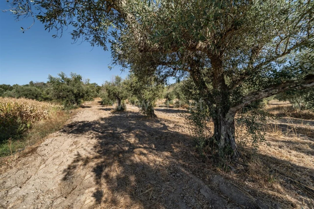 Terreno para Venda em Pero Viseu Foto 17
