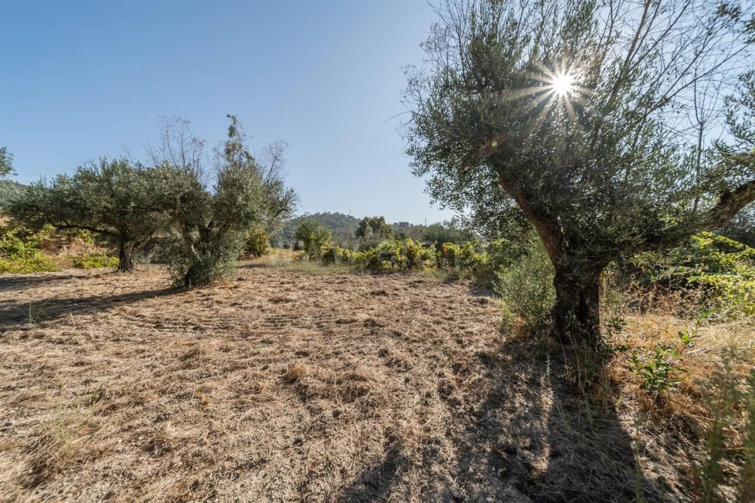 Terreno para Venda em Pero Viseu Foto 12