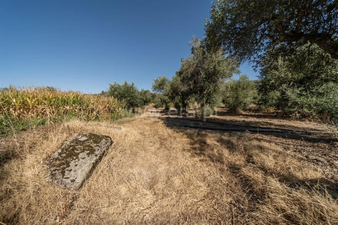 Terreno para Venda em Pero Viseu Foto 16
