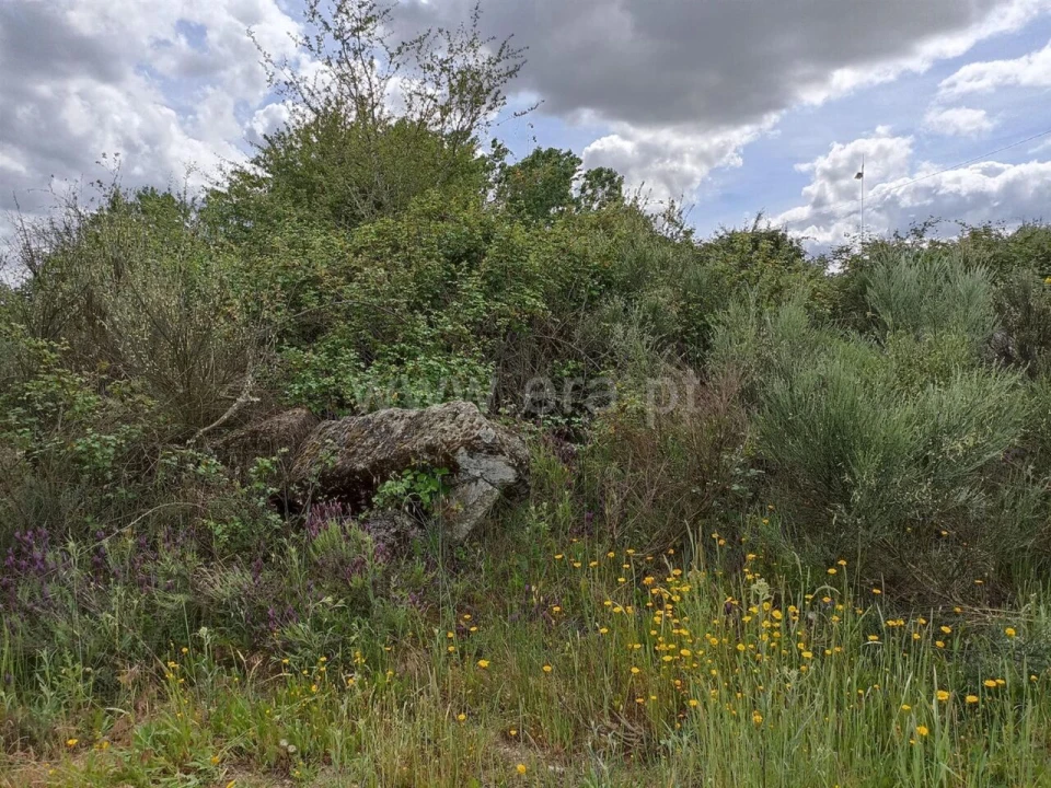 Terreno para Venda em Caria Foto 9