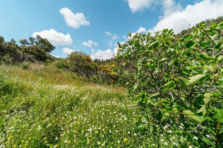 Terreno para Venda em Sobral de São Miguel Foto 13
