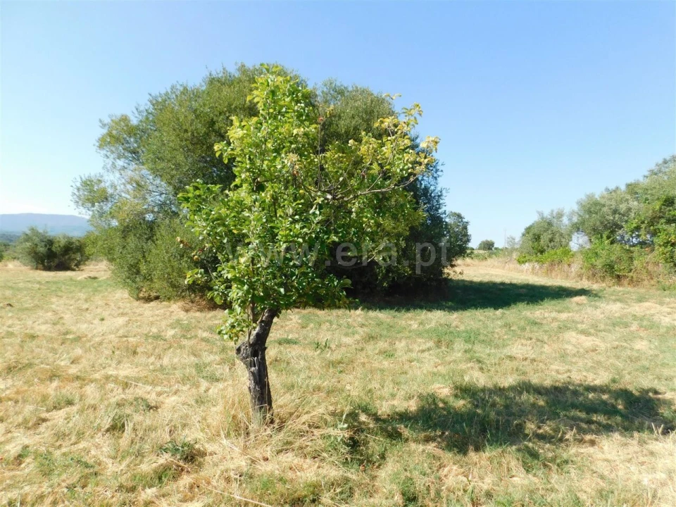 Quinta T0 para Venda em Peraboa Foto 8