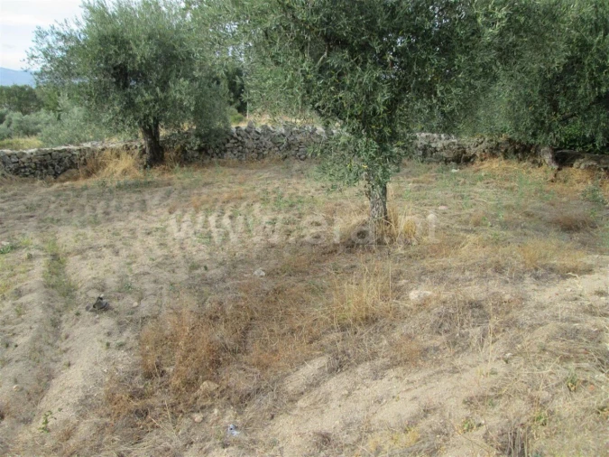 Terreno para Venda em Peraboa Foto 11