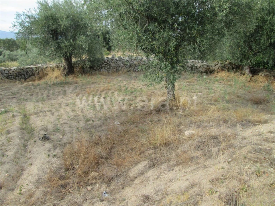 Terreno para Venda em Peraboa Foto 11