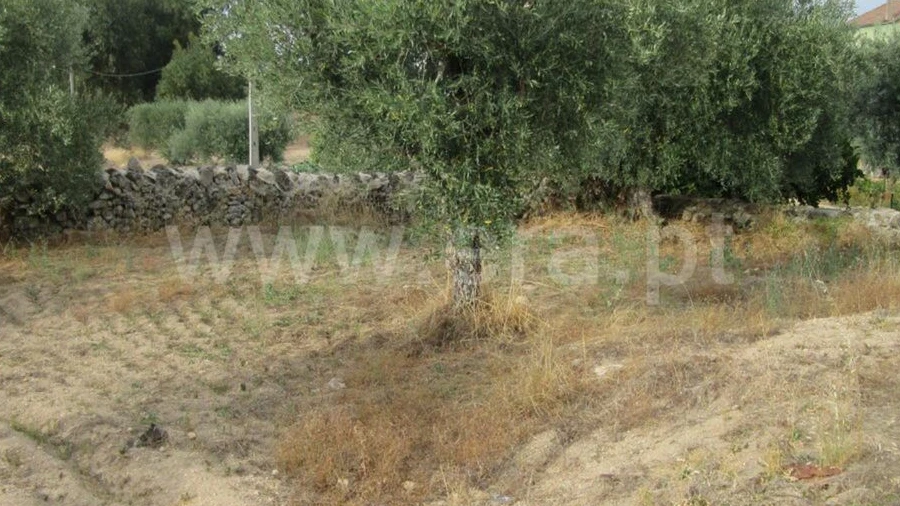 Terreno para Venda em Peraboa