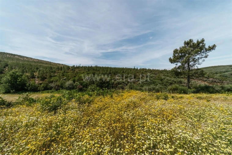 Quinta T0 para Venda em Cortes do Meio Foto 7
