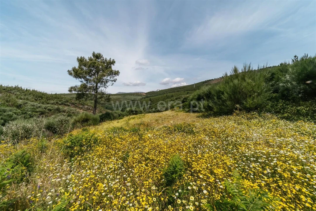 Quinta T0 para Venda em Cortes do Meio Foto 5
