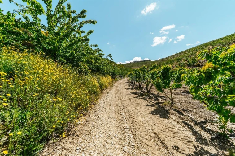 Quinta T0 para Venda em Castelejo Foto 20