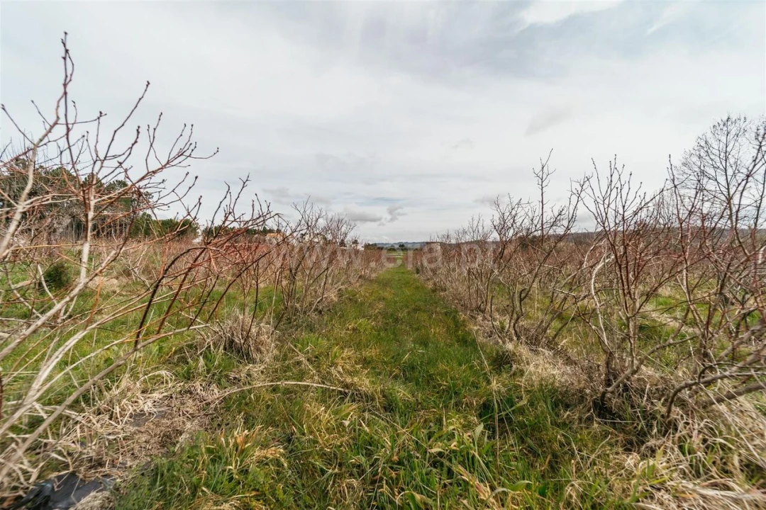 Terreno para Venda em Orjais Foto 13