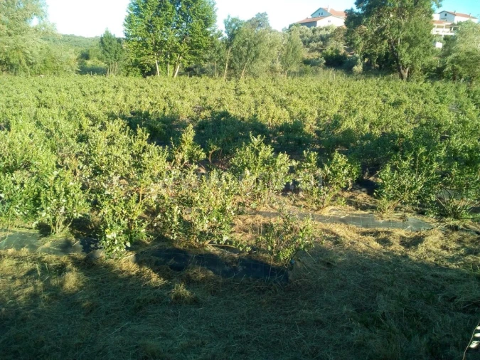 Terreno para Venda em Orjais Foto 18