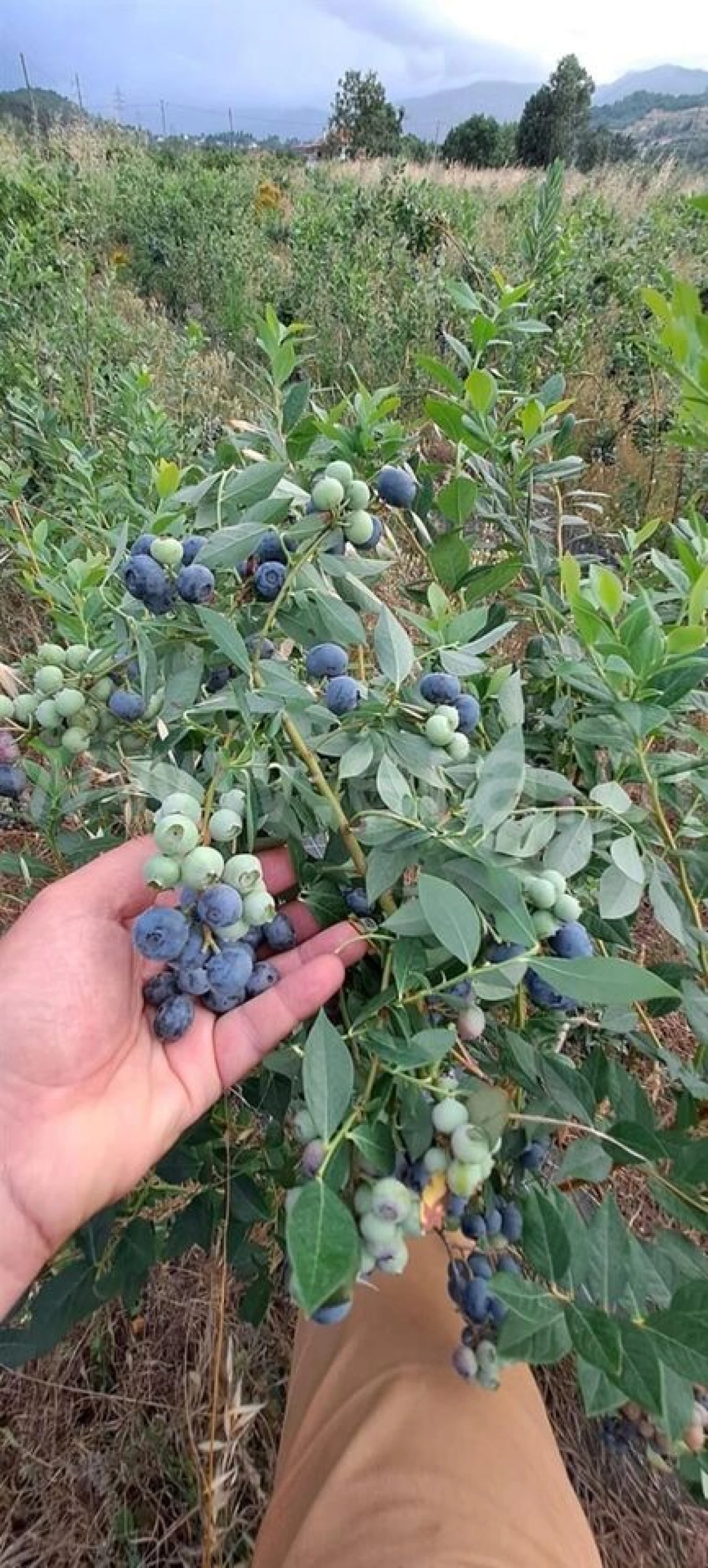 Terreno para Venda em Orjais Foto 16