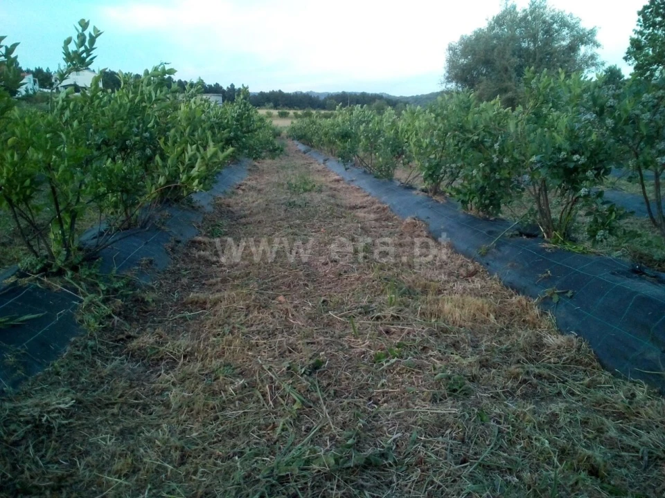 Terreno para Venda em Orjais Foto 19