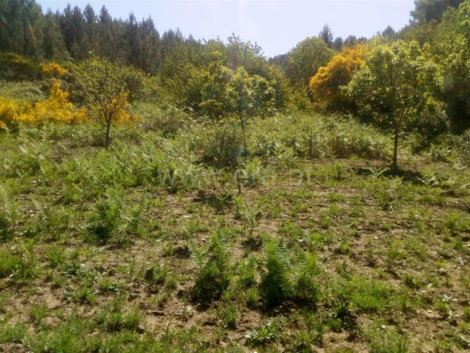 Terreno para Venda em Cortes do Meio Foto 3