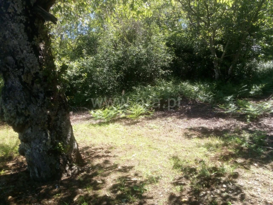 Terreno para Venda em Cortes do Meio Foto 4