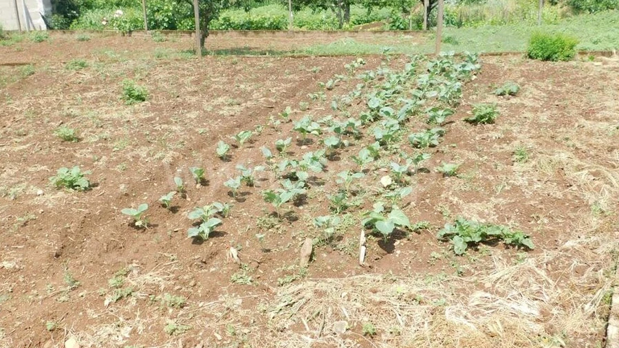 Terreno para Venda em Paul